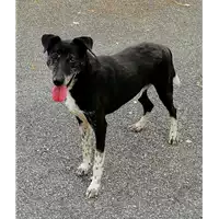 Foto dell\'animale cane - Matr. 2019/1226 - Microchip 380260043643319