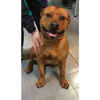 Foto dell\'animale cane - Matr. 2020/0270 - Microchip 380260043527256