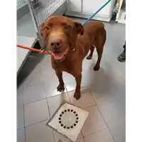 Foto dell\'animale cane - Matr. 2020/0275 - Microchip 380260000656354