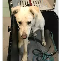 Foto dell\'animale cane - Matr. 2020/0272 - Microchip 380260043526959