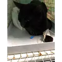 Foto dell\'animale gatto - Matr. 2020/0276 - Microchip 380260043526656