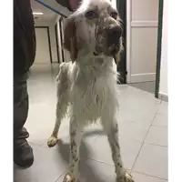 Foto dell\'animale cane - Matr. 2017/0382 - Microchip 932001000517618