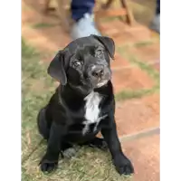 Foto dell\'animale cane - Matr. 2020/0280 - Microchip 380260043844208