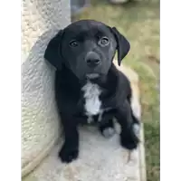Foto dell\'animale cane - Matr. 2020/0281 - Microchip 380260043846439