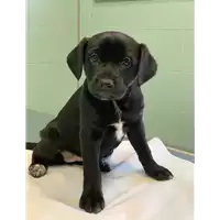 Foto dell\'animale cane - Matr. 2020/0283 - Microchip 380260043707264