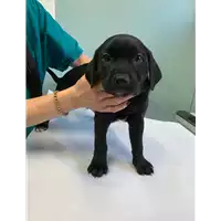 Foto dell\'animale cane - Matr. 2020/0284 - Microchip 380260043843685