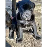 Foto dell\'animale cane - Matr. 2020/0285 - Microchip 380260043846603