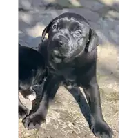 Foto dell\'animale cane - Matr. 2020/0286 - Microchip 380260043846181