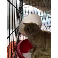 Foto dell\'animale gatto - Matr. 2020/0289 - Microchip 380260043846634