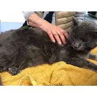 Foto dell\'animale gatto - Matr. 2020/0294 - Microchip 380260043527164