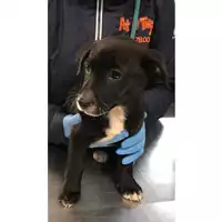 Foto dell\'animale cane - Matr. 2020/0292 - Microchip 380260043527061