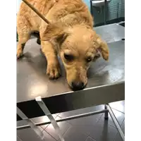 Foto dell\'animale cane - Matr. 2019/2391 - Microchip 380260043847629
