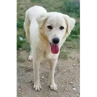 Foto dell\'animale cane - Matr. 2019/2734 - Microchip 380260042779303