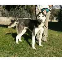 cane - Matr. 2017/0038 - Microchip 380260042878537