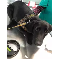 Foto dell\'animale cane - Matr. 2020/0296 - Microchip 380260043527101