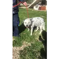 Foto dell\'animale cane - Matr. 2020/0298 - Microchip 380260002310285
