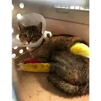 Foto dell\'animale gatto - Matr. 2020/0299 - Microchip 380260043523504