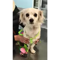 Foto dell\'animale cane - Matr. 2020/0302 - Microchip 380260043527404
