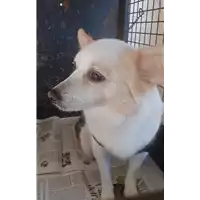 Foto dell\'animale cane - Matr. 2020/0304 - Microchip 380260043527445