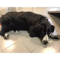 Foto dell\'animale cane - Matr. 2020/0306 - Microchip 380260043527386