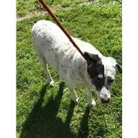 Foto dell\'animale cane - Matr. 2020/0307 - Microchip 380260040238455