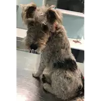 Foto dell\'animale cane - Matr. 2020/0308 - Microchip 380260101456568