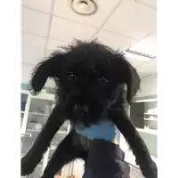 Foto dell\'animale cane - Matr. 2020/0309 - Microchip 380260043631877
