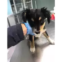 Foto dell\'animale cane - Matr. 2020/0310 - Microchip 380260043632145