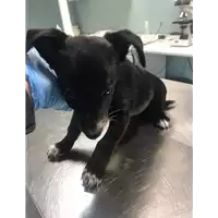 Foto dell\'animale cane - Matr. 2020/0311 - Microchip 380260043846817