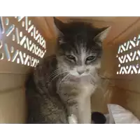 Foto dell\'animale gatto - Matr. 2020/0312 - Microchip 380260043631803