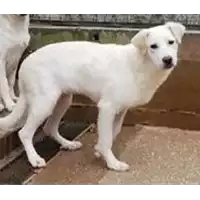 Foto dell\'animale cane - Matr. 2020/0313 - Microchip 380260043845880