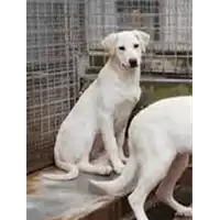 Foto dell\'animale cane - Matr. 2020/0314 - Microchip 380260043845582