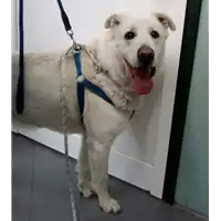 Foto dell\'animale cane - Matr. 2017/0385 - Microchip 380260043147242