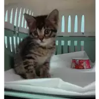 Foto dell\'animale gatto - Matr. 2020/0316 - Microchip 380260043631713