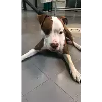Foto dell\'animale cane - Matr. 2020/0317 - Microchip 380260043706511
