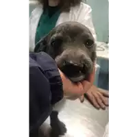 Foto dell\'animale cane - Matr. 2020/0319 - Microchip 380260043706932