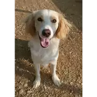 Foto dell\'animale cane - Matr. 2017/0387 - Microchip 380260043153282