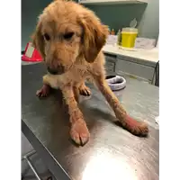 Foto dell\'animale cane - Matr. 2020/0334 - Microchip 380260043707423