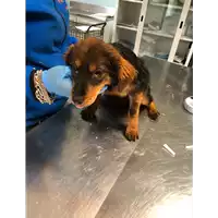 Foto dell\'animale cane - Matr. 2020/0335 - Microchip 380260043707010
