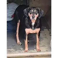 Foto dell\'animale cane - Matr. 2020/0342 - Microchip 380260043631518