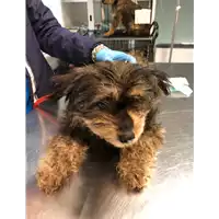 Foto dell\'animale cane - Matr. 2020/0322 - Microchip 380260043707009
