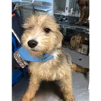 Foto dell\'animale cane - Matr. 2020/0323 - Microchip 380260043706739