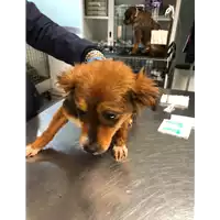 Foto dell\'animale cane - Matr. 2020/0324 - Microchip 380260043707398