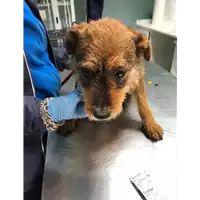 Foto dell\'animale cane - Matr. 2020/0325 - Microchip 380260043707084