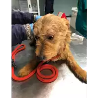Foto dell\'animale cane - Matr. 2020/0326 - Microchip 380260043707074
