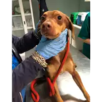 Foto dell\'animale cane - Matr. 2020/0327 - Microchip 380260043707025