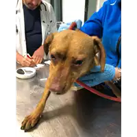 Foto dell\'animale cane - Matr. 2020/0328 - Microchip 380260043707100
