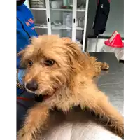 Foto dell\'animale cane - Matr. 2020/0329 - Microchip 380260043707349