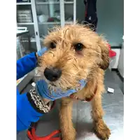 Foto dell\'animale cane - Matr. 2020/0330 - Microchip 380260043707017