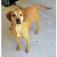 Foto dell\'animale cane - Matr. 2020/0331 - Microchip 380260043706610